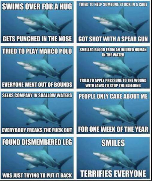 Shark.jpg